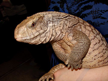 Savannah Monitor Care Sheet